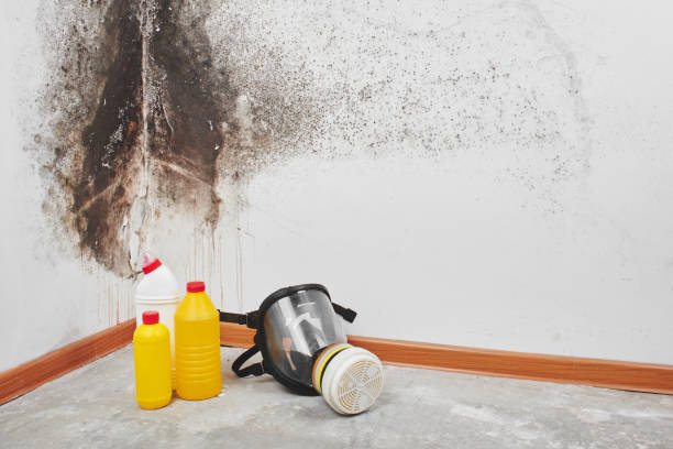 Best Attic Mold Remediation in Spring City, TN