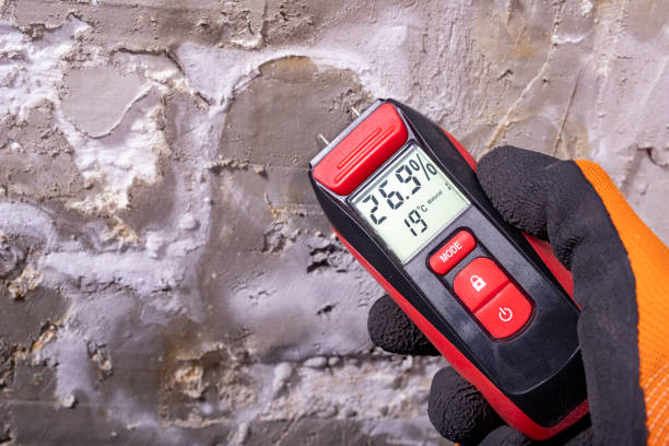 Best White Mold Remediation in Spring City, TN