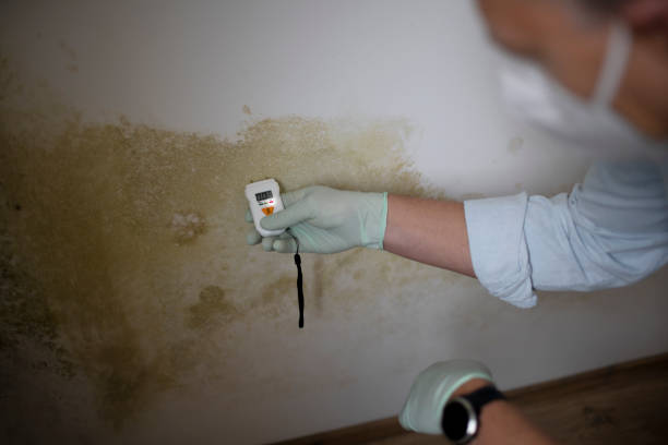 Best Kitchen Mold Remediation in Spring City, TN