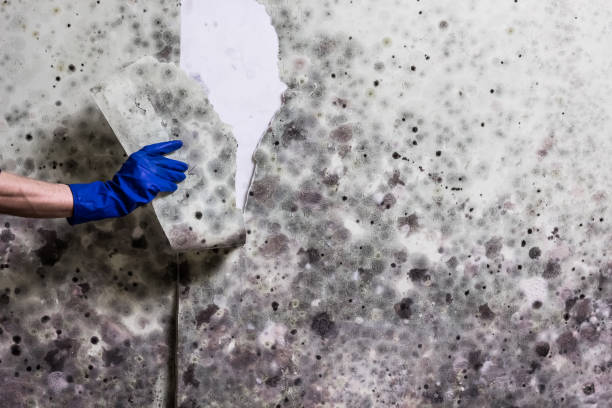 Best Residential Mold Remediation in Spring City, TN